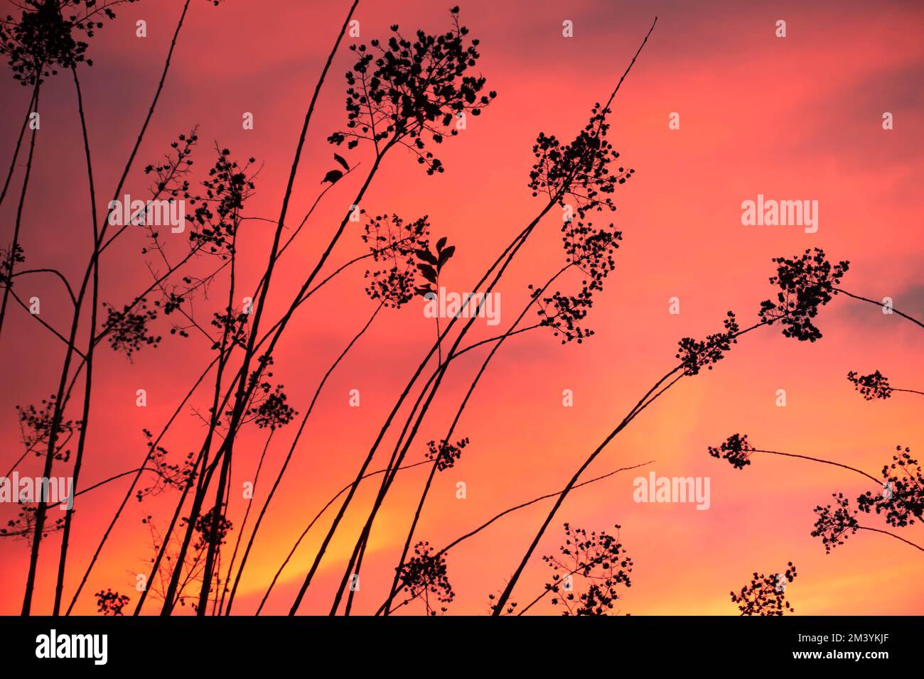 Giapponese di fiori ciliegio Foto Stock