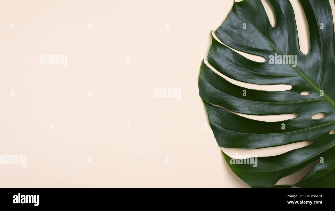 Foglia monstera a posa piatta con spazio di copia Foto Stock