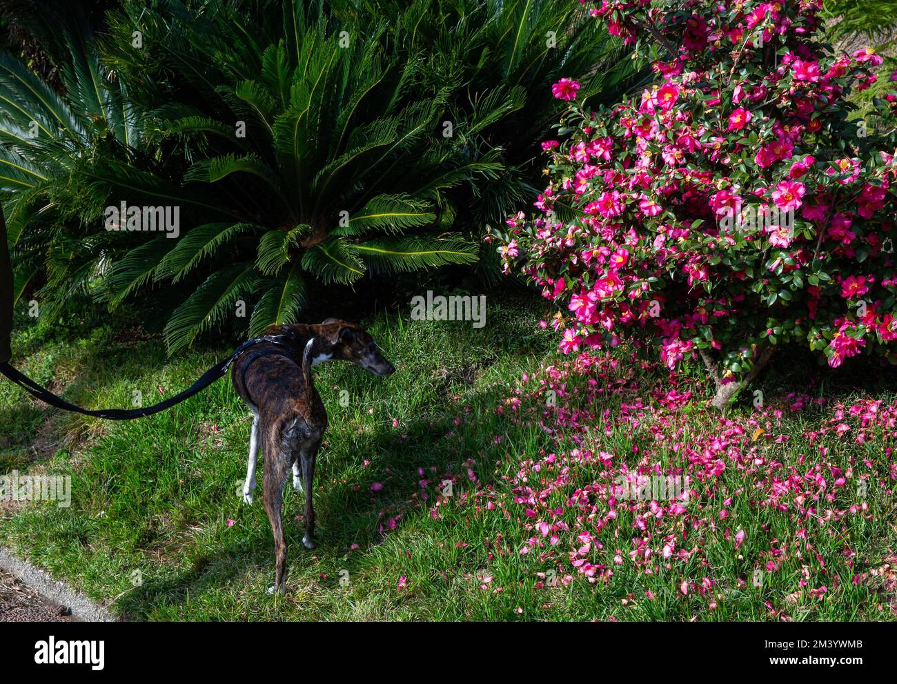 I Greyhounds sono cani da caccia che possono correre molto velocemente per brevi distanze. e e camelia sasangwa sbriciolando ma ancora pieno di fiori sulla riva Foto Stock