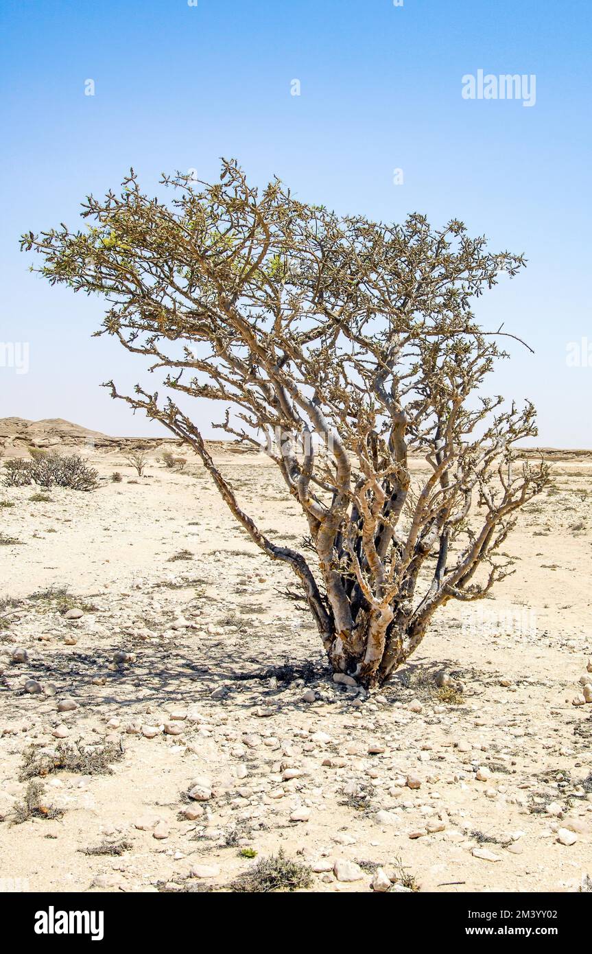 Frankincense (Boswellia carterii), rotta di Frankincense, Penisola Araba, Oman, Asia Foto Stock
