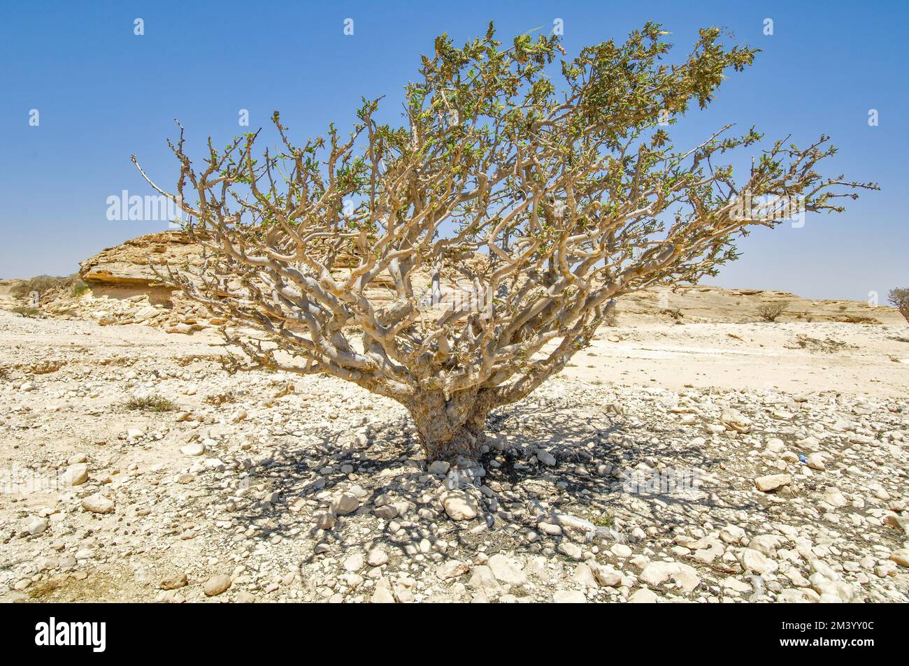 Frankincense (Boswellia carterii), rotta di Frankincense, Penisola Araba, Oman, Asia Foto Stock