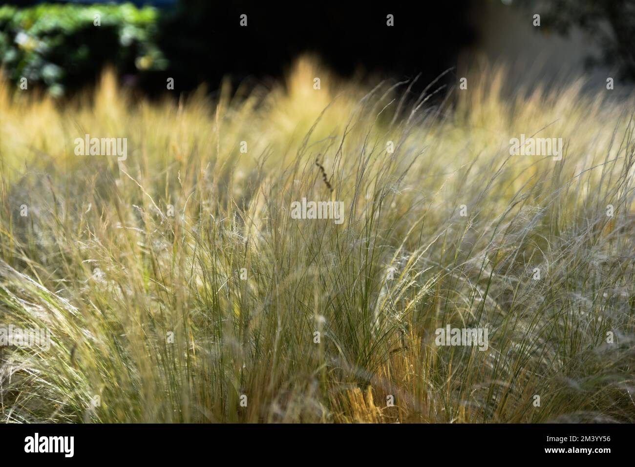 sfondo naturale di alte erbe loggy wisy Foto Stock