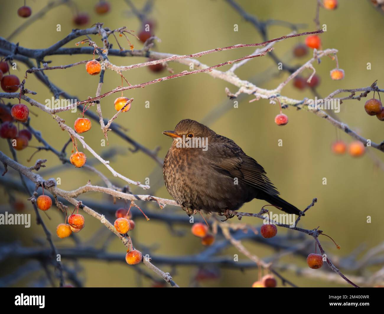 Blackbird, Turdus merula, singola femmina su bacche gelide, Warwickshire, dicembre 2022 Foto Stock