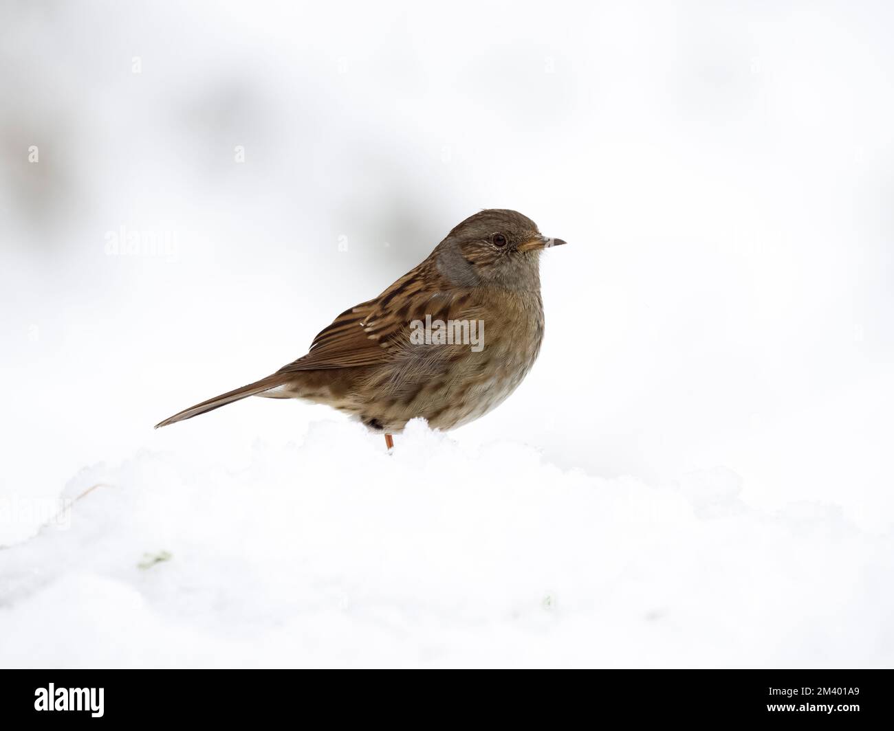 Dunnock o passero di Hedge, Prunella modularis, singolo uccello nella neve, Warwickshire, Dicembre 2022 Foto Stock