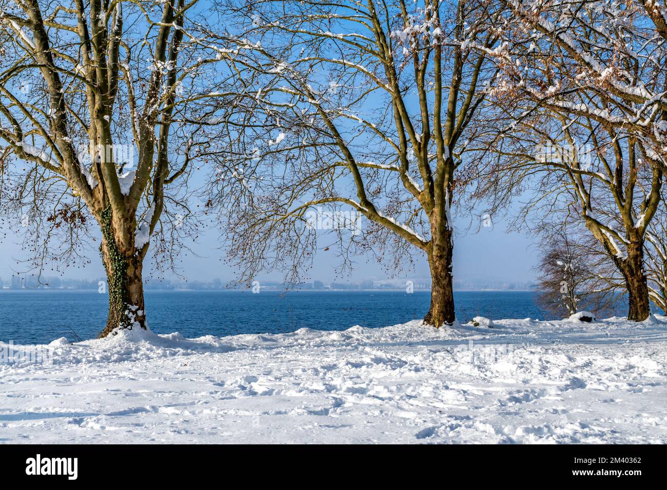 Paesaggio invernale sul lago di Costanza con un albero sulla riva del lago Foto Stock