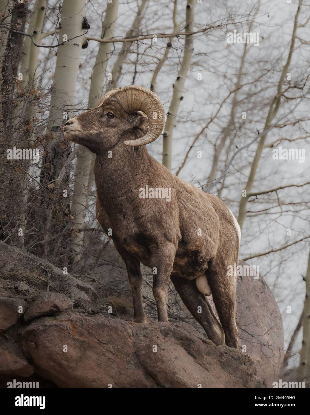 Rocky Mountain pecore Big Horn in piedi massi su un lato aspro montagna Foto Stock