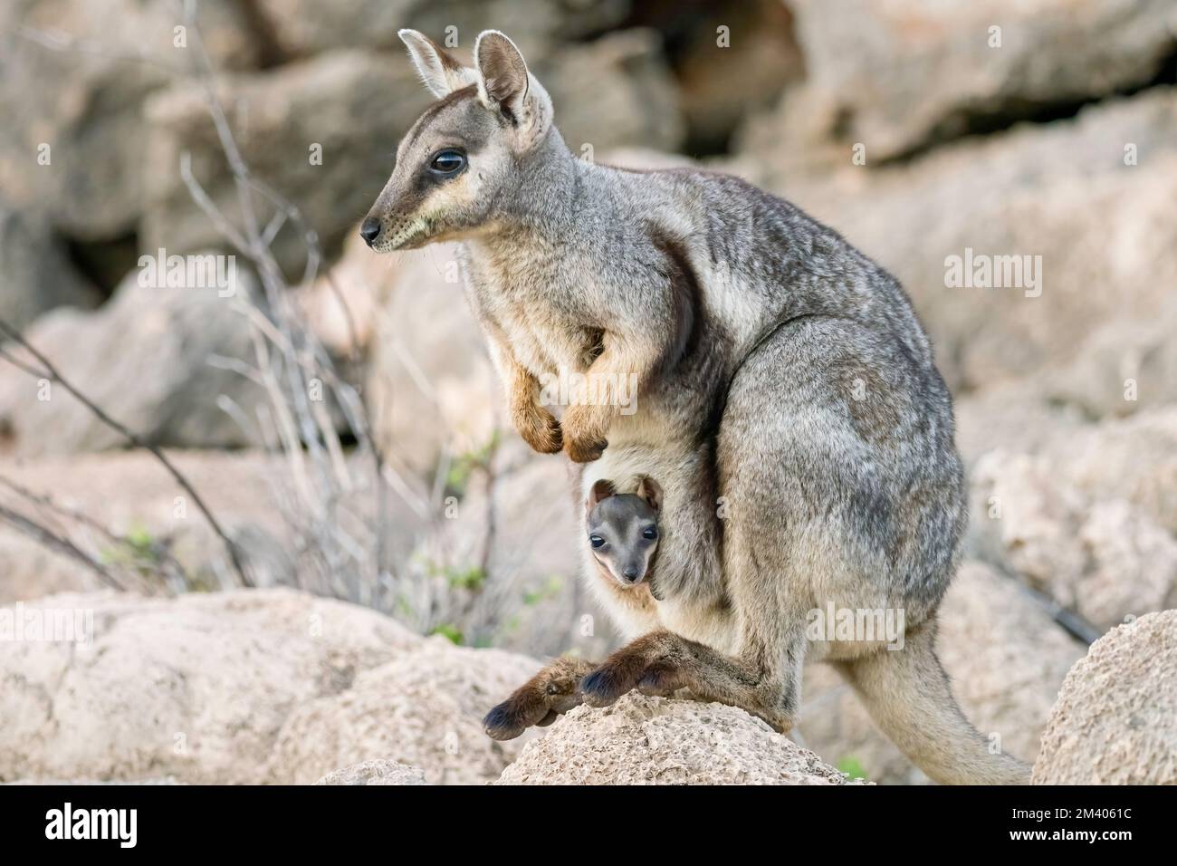 Wallaby di roccia a piedi neri per adulti, Petogale lateralis, con joey nel Cape Range National Park, Australia Occidentale, Australia. Foto Stock