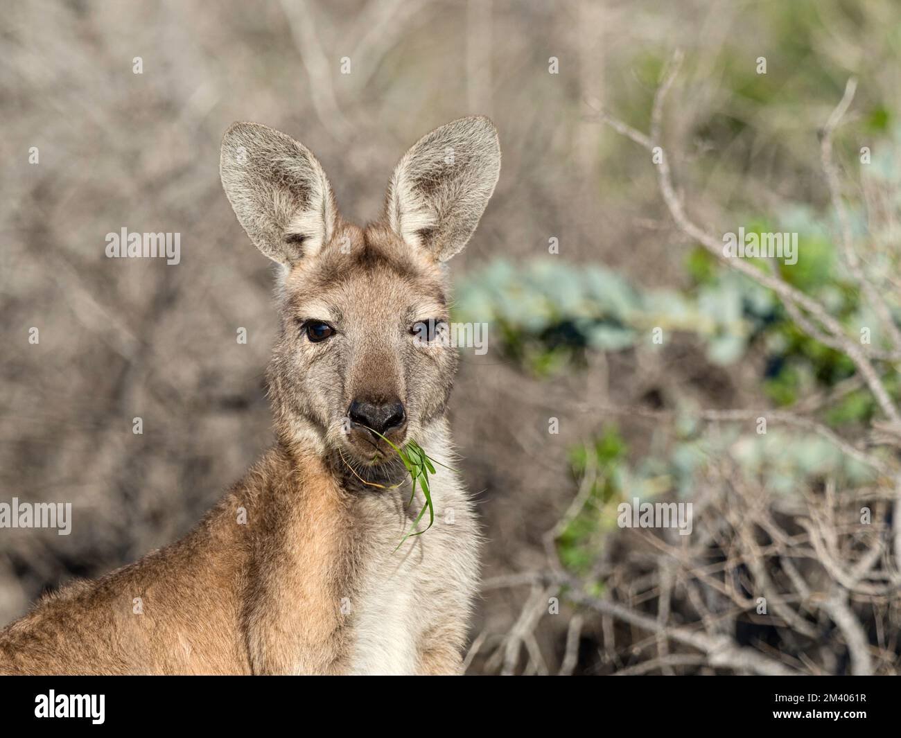 Canguro rosso adulto, Macropus rufus, nel Cape Range National Park, Australia Occidentale, Australia. Foto Stock