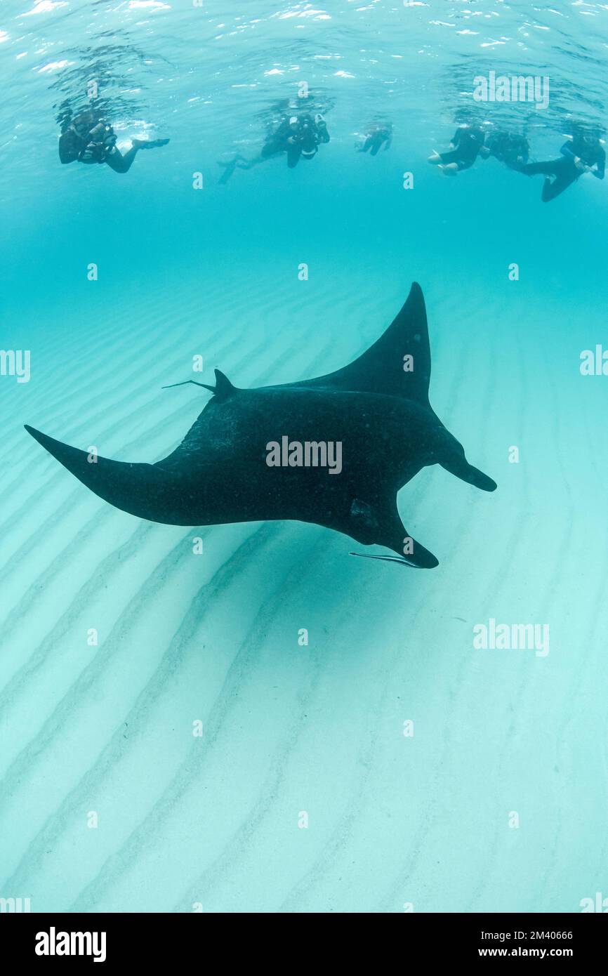 Adulto barriera corallina manta ray, Mobula alfredi, sott'acqua con i turisti a Coral Bay, Australia Occidentale, Australia. Foto Stock