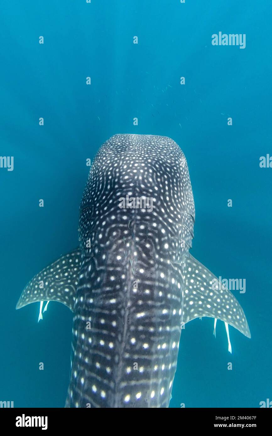 Squalo balena adulto, Rhincodon typus, sott'acqua su Ningaloo Reef, Australia Occidentale, Australia. Foto Stock