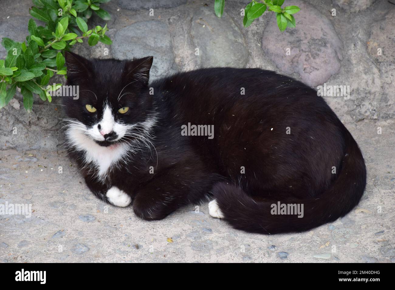 Arrabbiato gatto nero sdraiato a terra Foto Stock