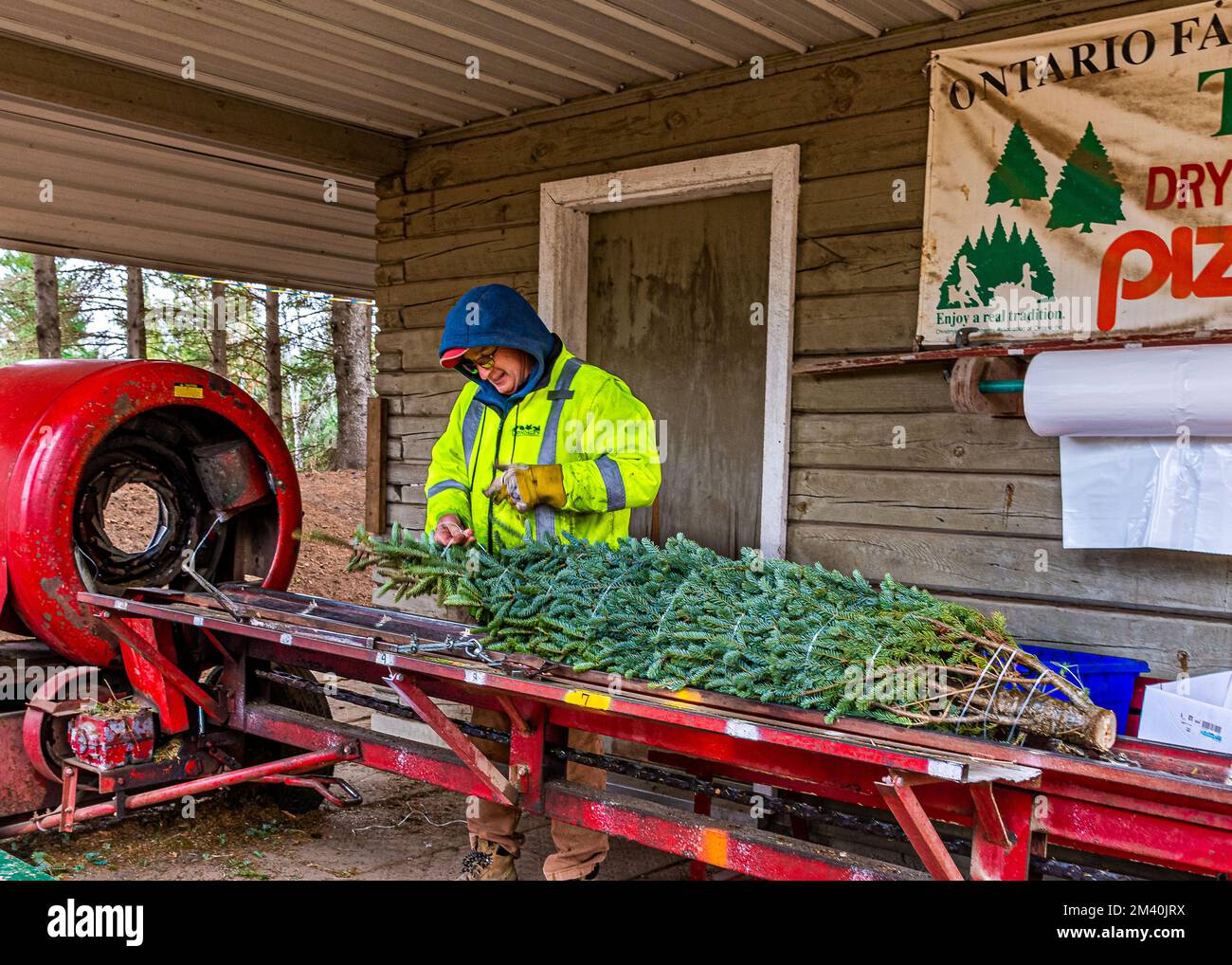 Christmas Tree Farm vicino a Barrie, Ontario. Alla ricerca dell'albero più bello per la tradizione natalizia. Foto Stock