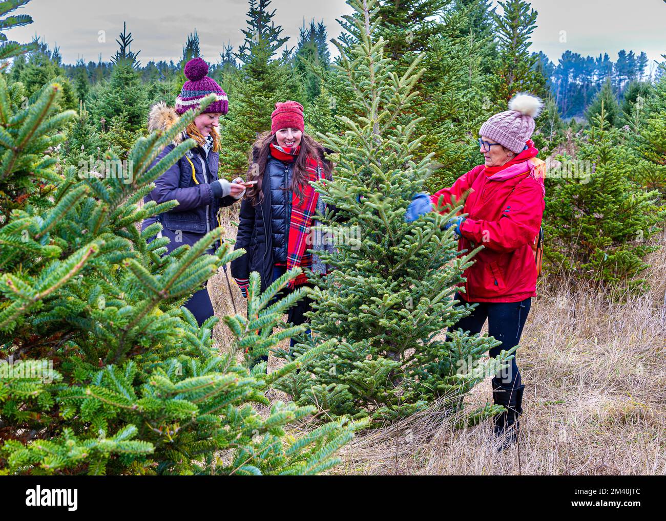 Christmas Tree Farm vicino a Barrie, Ontario. Alla ricerca dell'albero più bello per la tradizione natalizia. Foto Stock