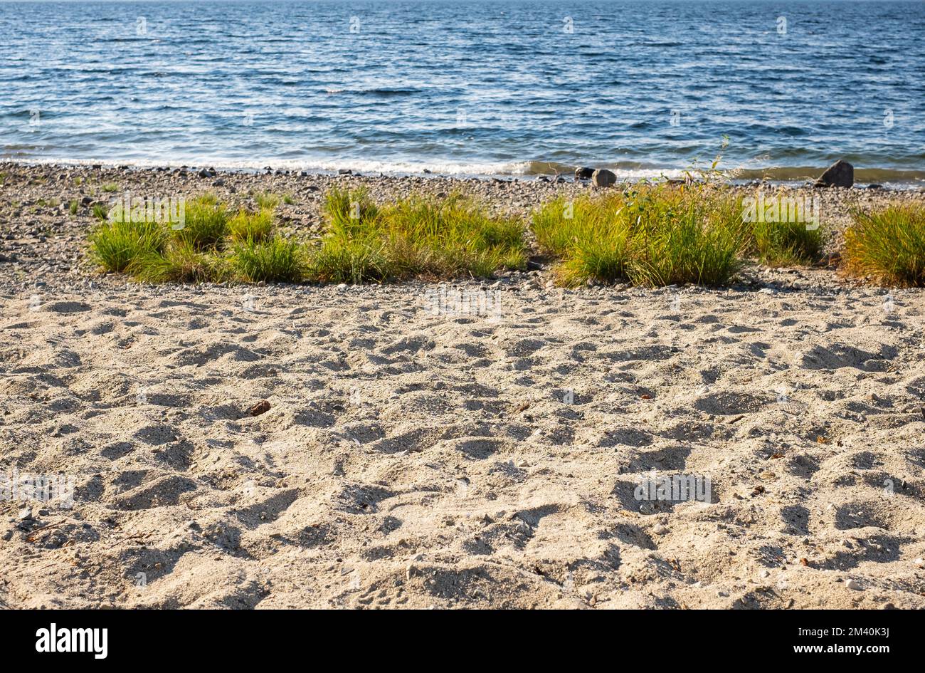 Erba sabbia duna spiaggia vista mare. Vista su una piccola duna di sabbia con erba verde. Spiaggia di sabbia sulla costa del mare. Foto di viaggio, nessuno, messa a fuoco selettiva Foto Stock