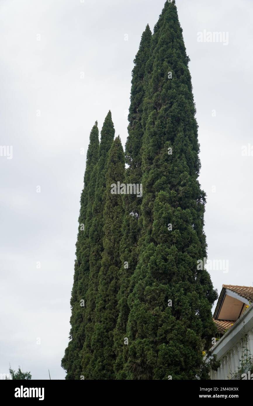 File di pini contro un cielo nuvoloso bianco sullo sfondo Foto Stock