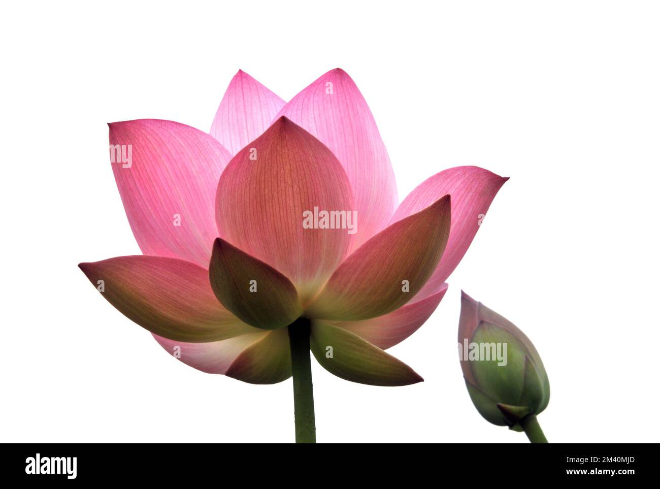 Blossom fiore di loto in stagno Foto Stock