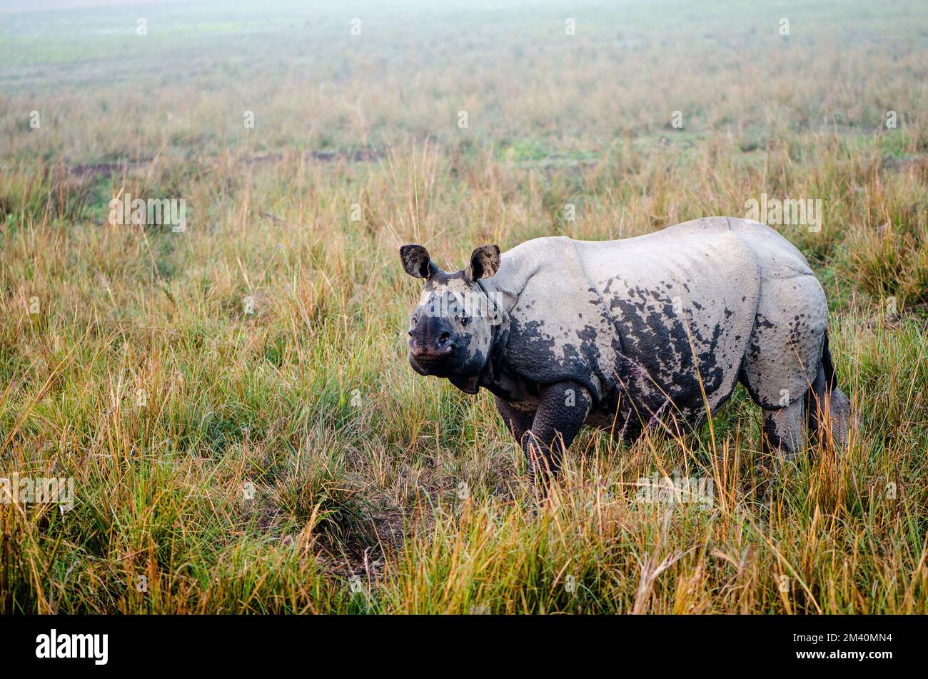 I rinoceronti sono l'attrazione principale nel Parco Nazionale di Kaziranga Foto Stock