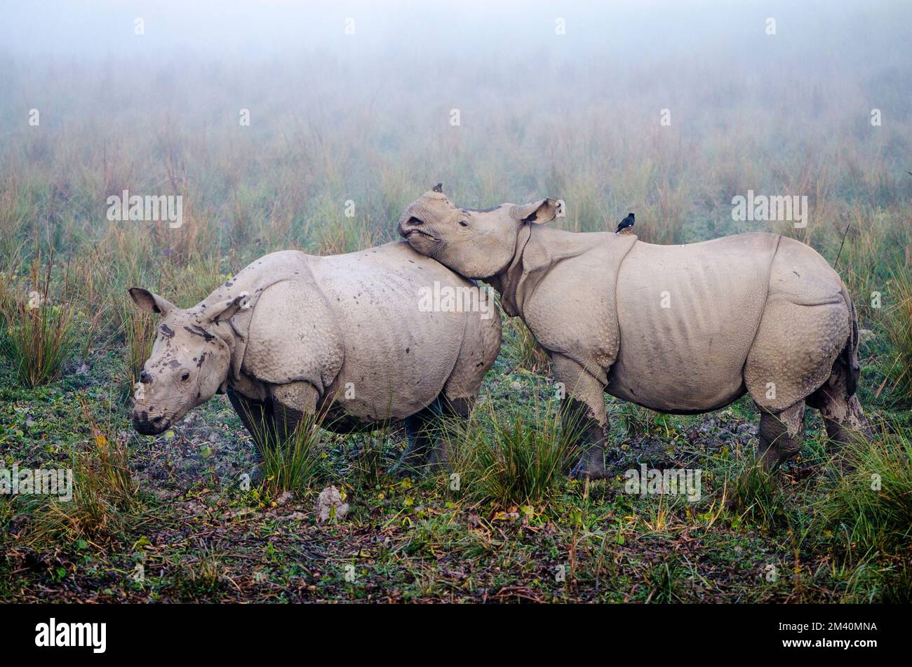 I rinoceronti sono l'attrazione principale nel Parco Nazionale di Kaziranga Foto Stock