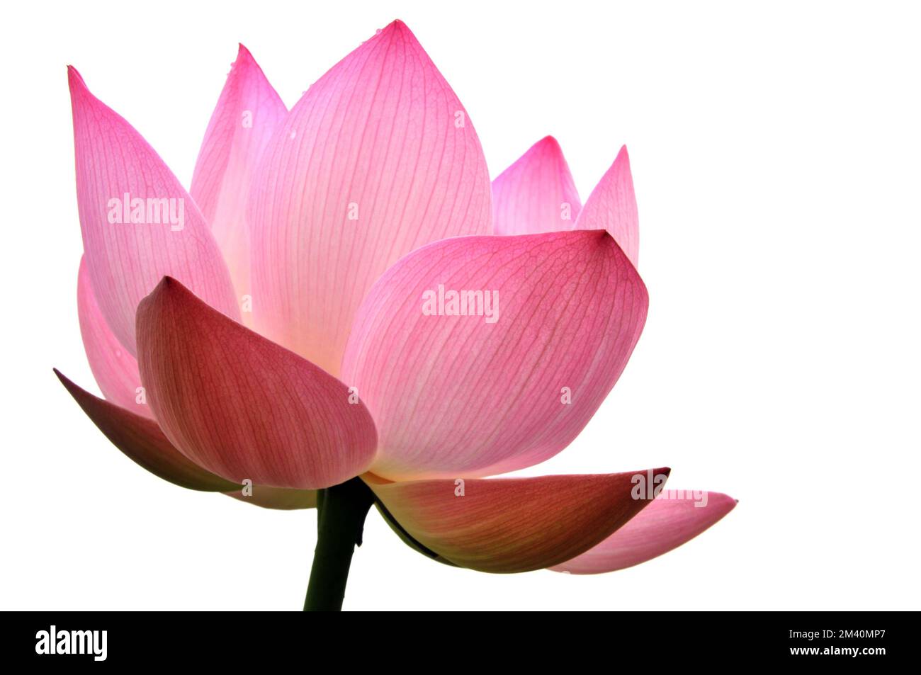 Blossom fiore di loto in stagno Foto Stock