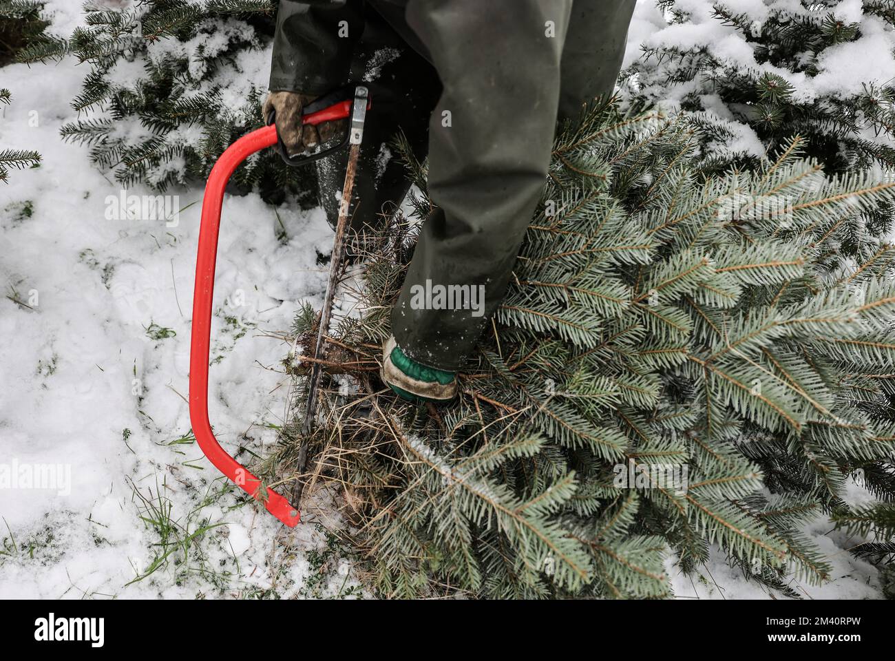 Bad Honnef, Germania. 14th Dec, 2022. Klaus Stockhausen, proprietario della fattoria degli alberi di Natale, sega un abete. Gli esperti dicono che sempre più gente sta passando a tagliare il loro proprio albero di Natale. (A dpa: 'La sublime sensazione di tagliare un albero di Natale da soli') Credit: Oliver Berg/dpa/Alamy Live News Foto Stock