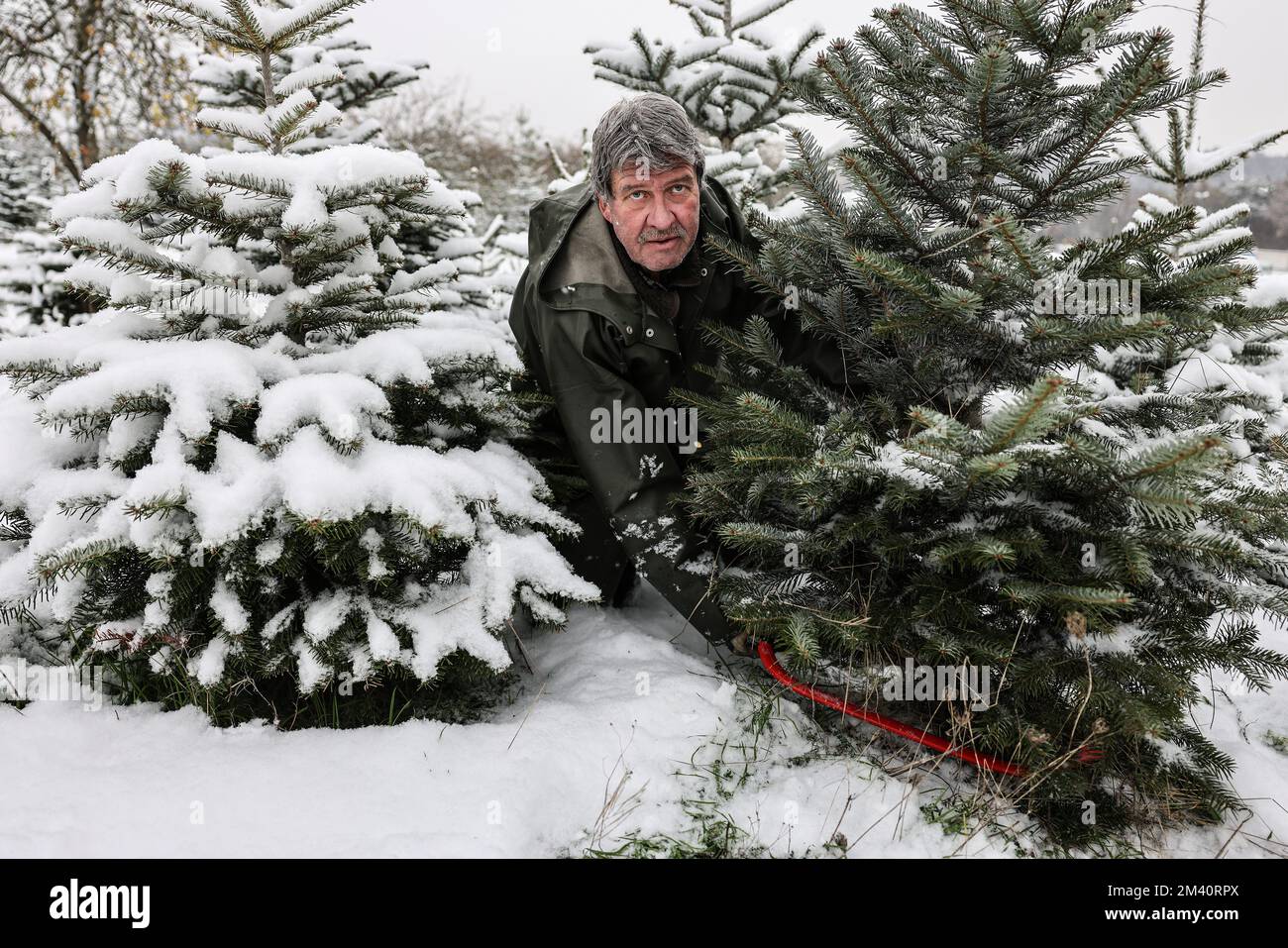 Bad Honnef, Germania. 14th Dec, 2022. Klaus Stockhausen, proprietario della fattoria di alberi di Natale seghe un abete. Gli esperti dicono che sempre più gente sta passando a tagliare il loro proprio albero di Natale. (A dpa: 'La sublime sensazione di tagliare un albero di Natale da soli') Credit: Oliver Berg/dpa/Alamy Live News Foto Stock
