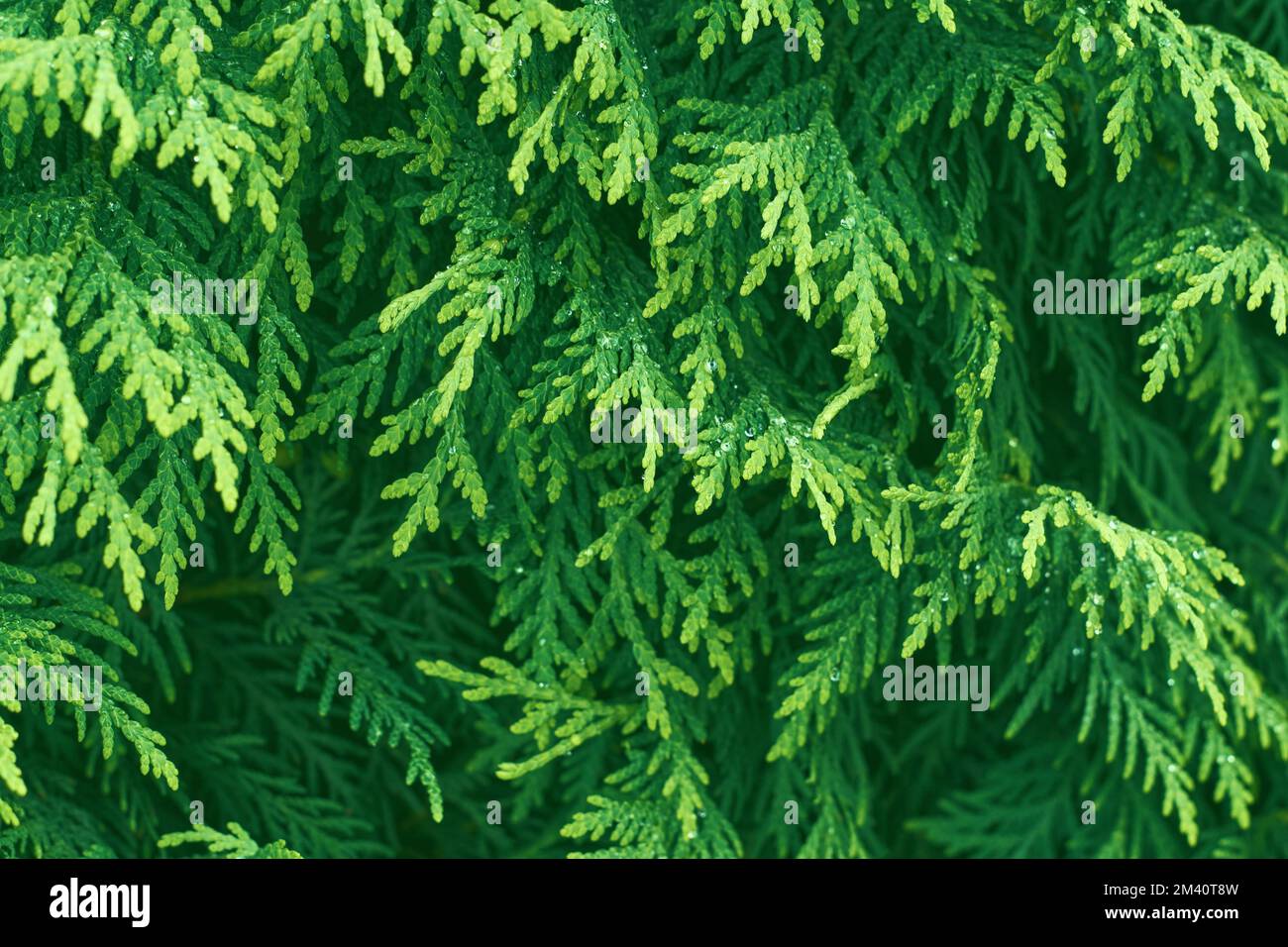 Ramoscello verde di thuja occidentale. Sfondo pianta di cedro palude. Thuja occidentalis. Foto Stock