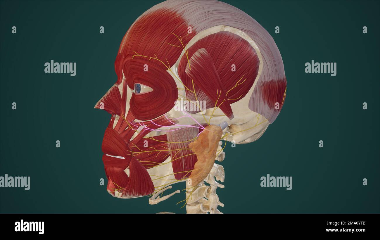 Illustrazione anatomica del ramo zigomatico del rendering del nervo facciale.3D Foto Stock