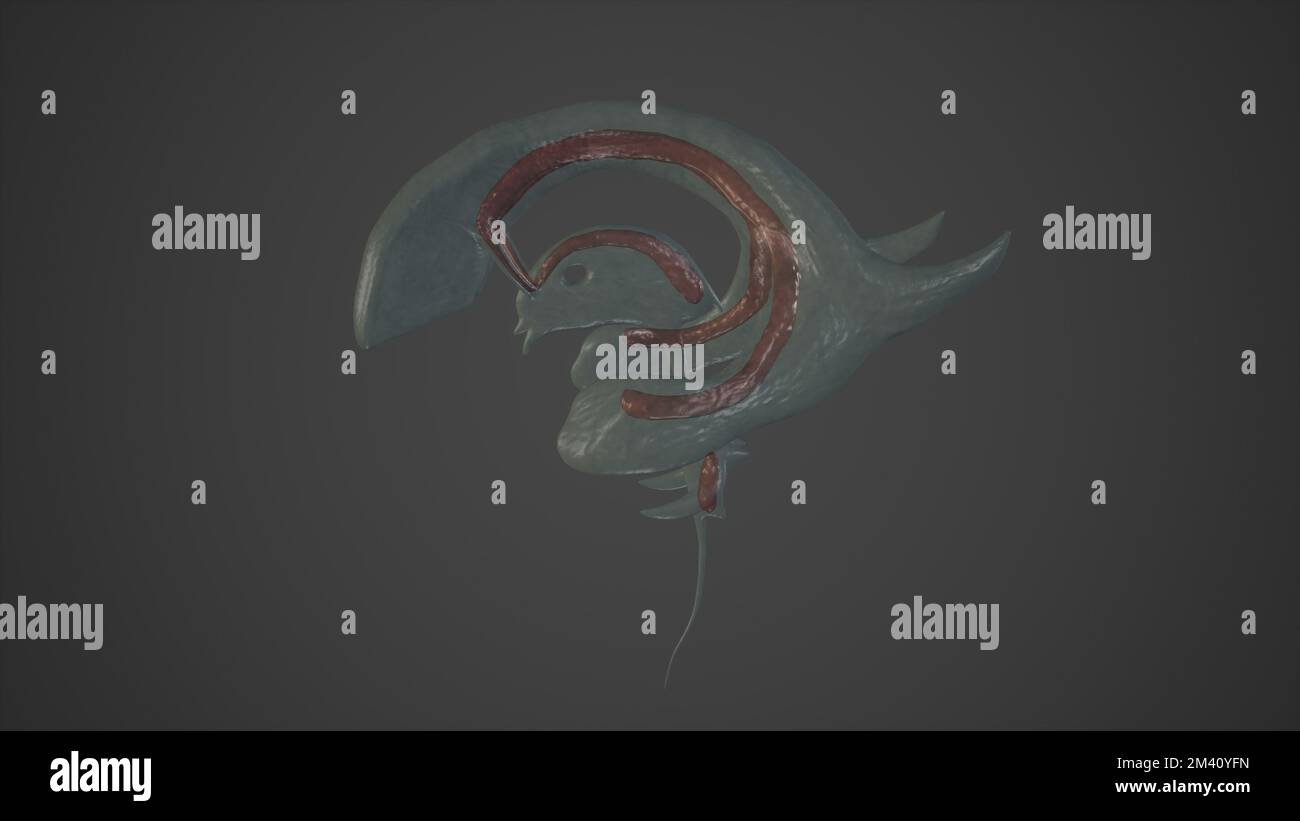 Illustrazione anatomica dei plessi coroidi.rendering 3D Foto Stock