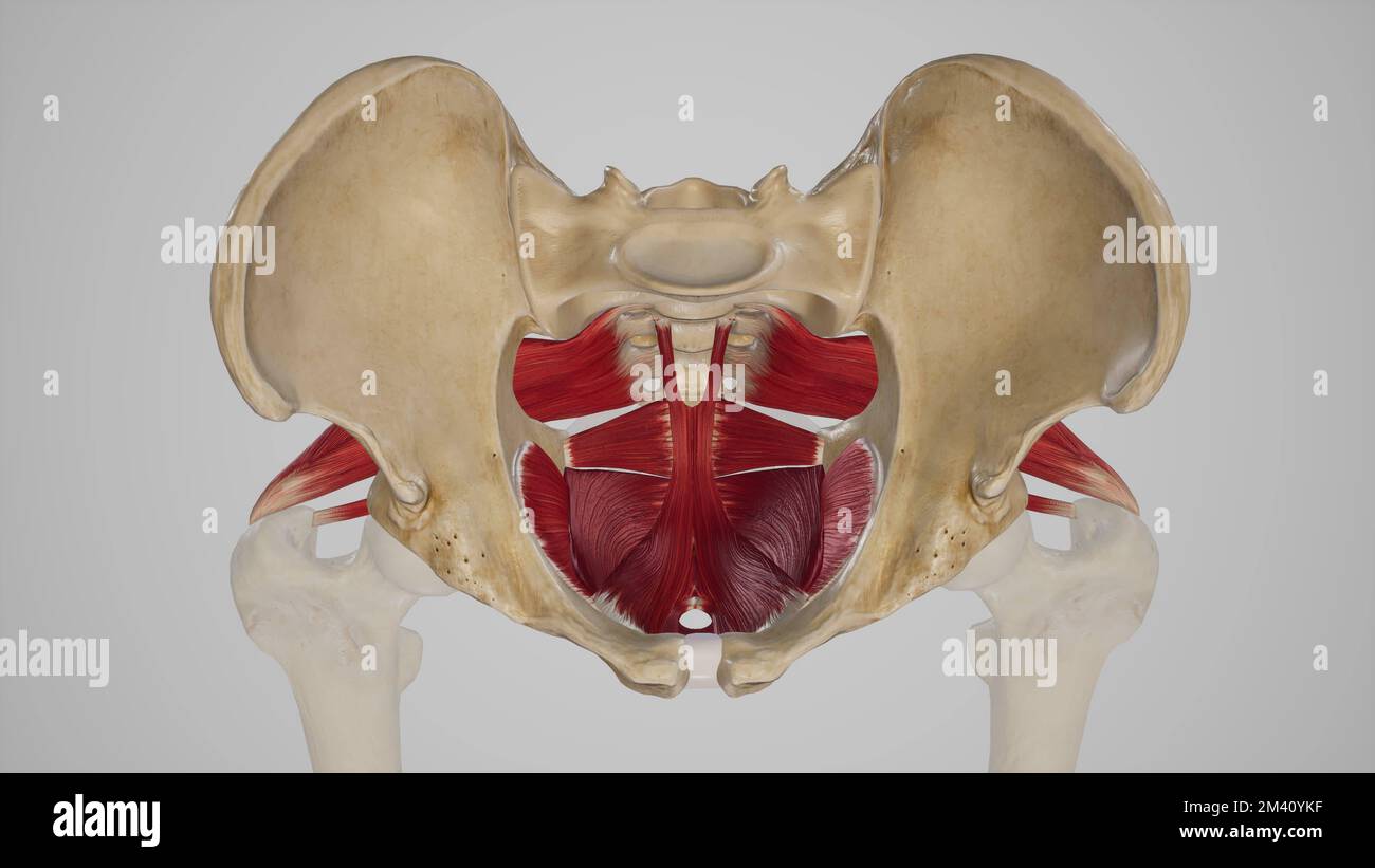 Muscolo di Palmaris Longus Foto Stock