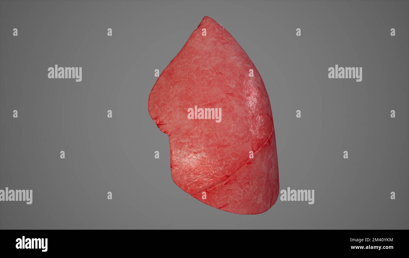 Illustrazione anatomica del rendering del polmone sinistro 3D Foto Stock
