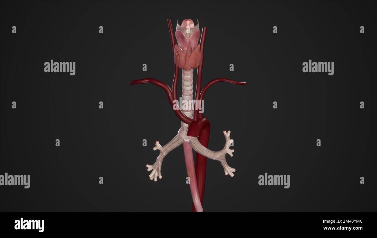 Relazione tra esofago, trachea e arco aortico.3D rendering Foto Stock