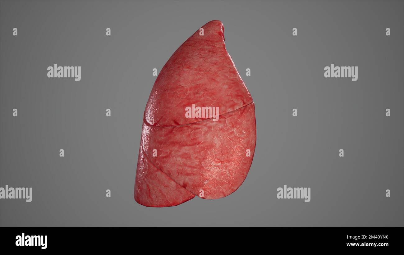 Illustrazione anatomica del rendering Right Lung.3D (polmone destro) Foto Stock