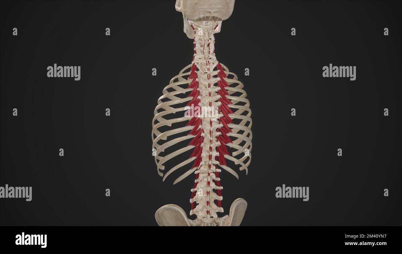 Muscoli segmentari della schiena Foto Stock