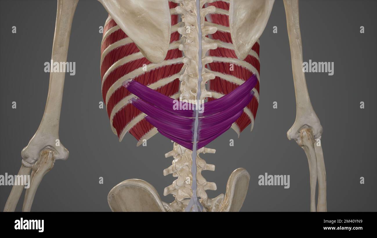 Serratus posteriore inferiore Foto Stock