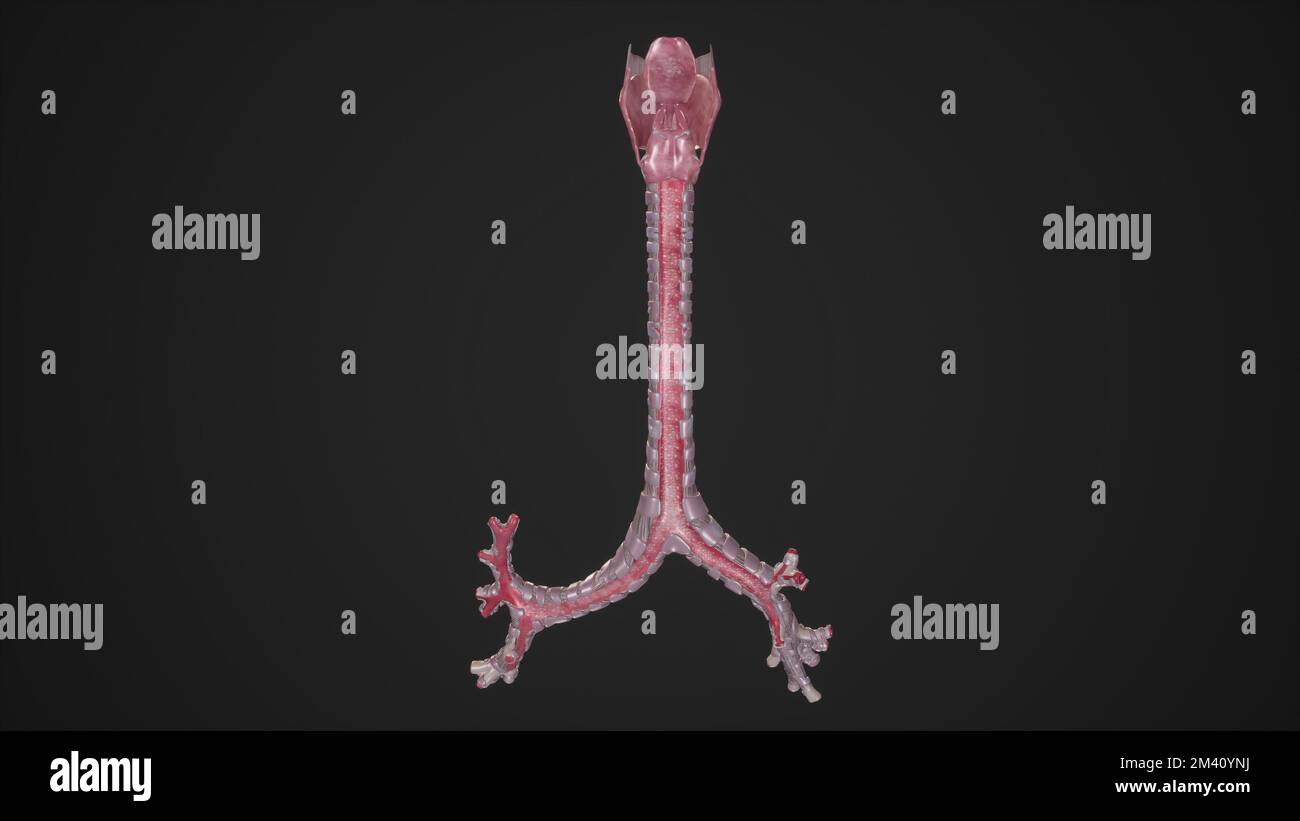 Illustrazione anatomica della vista posteriore della trachea Foto Stock