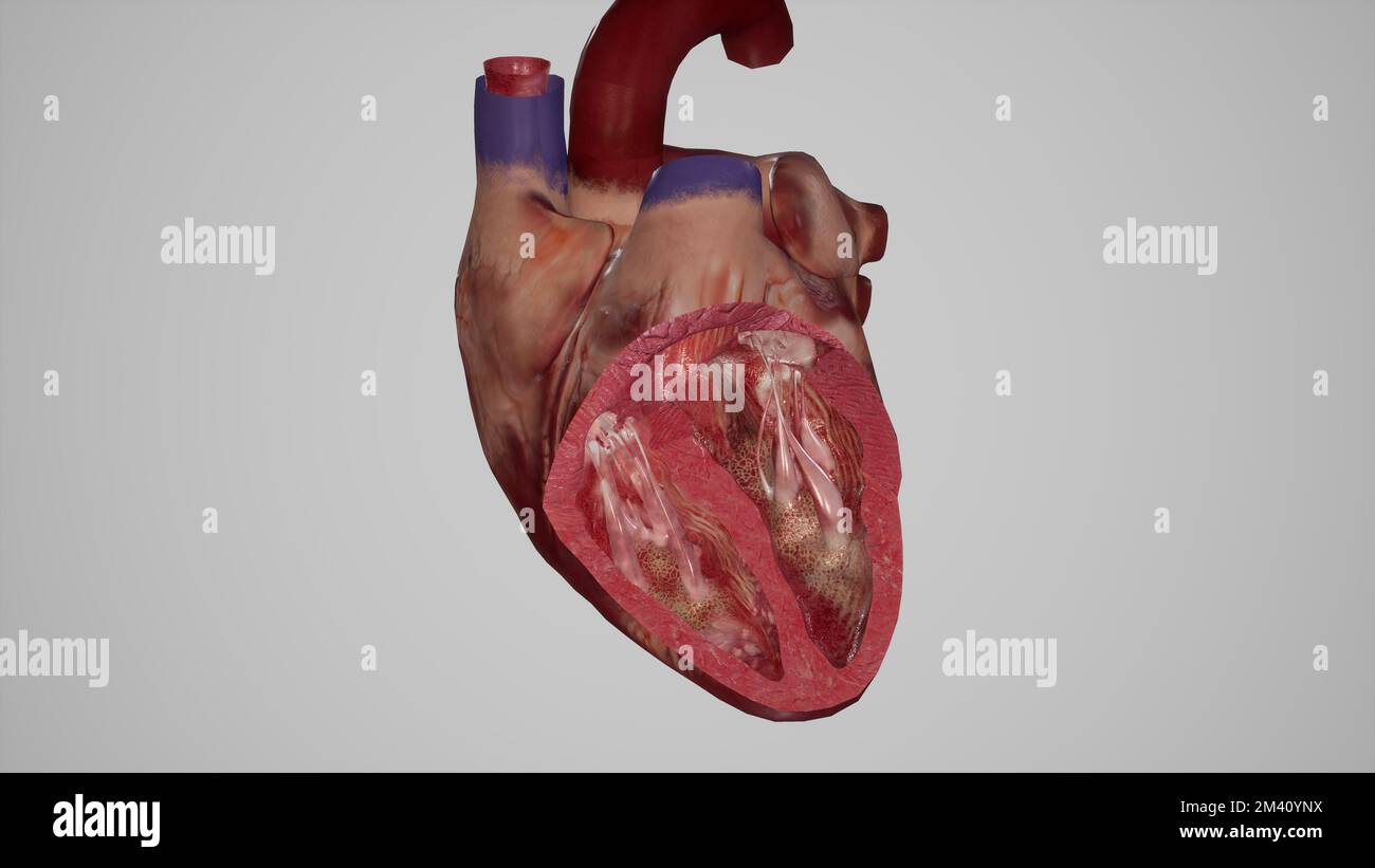 Ventricoli del cuore Foto Stock