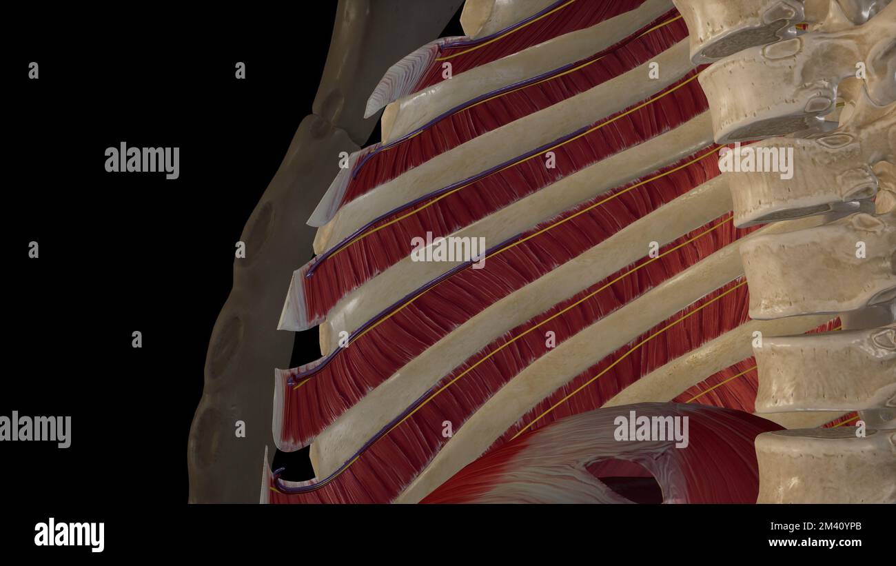 Decorso dei nervi e dei vasi intercostali Foto Stock