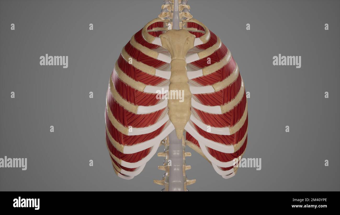 Illustrazione anatomica dei muscoli intercostali Foto Stock