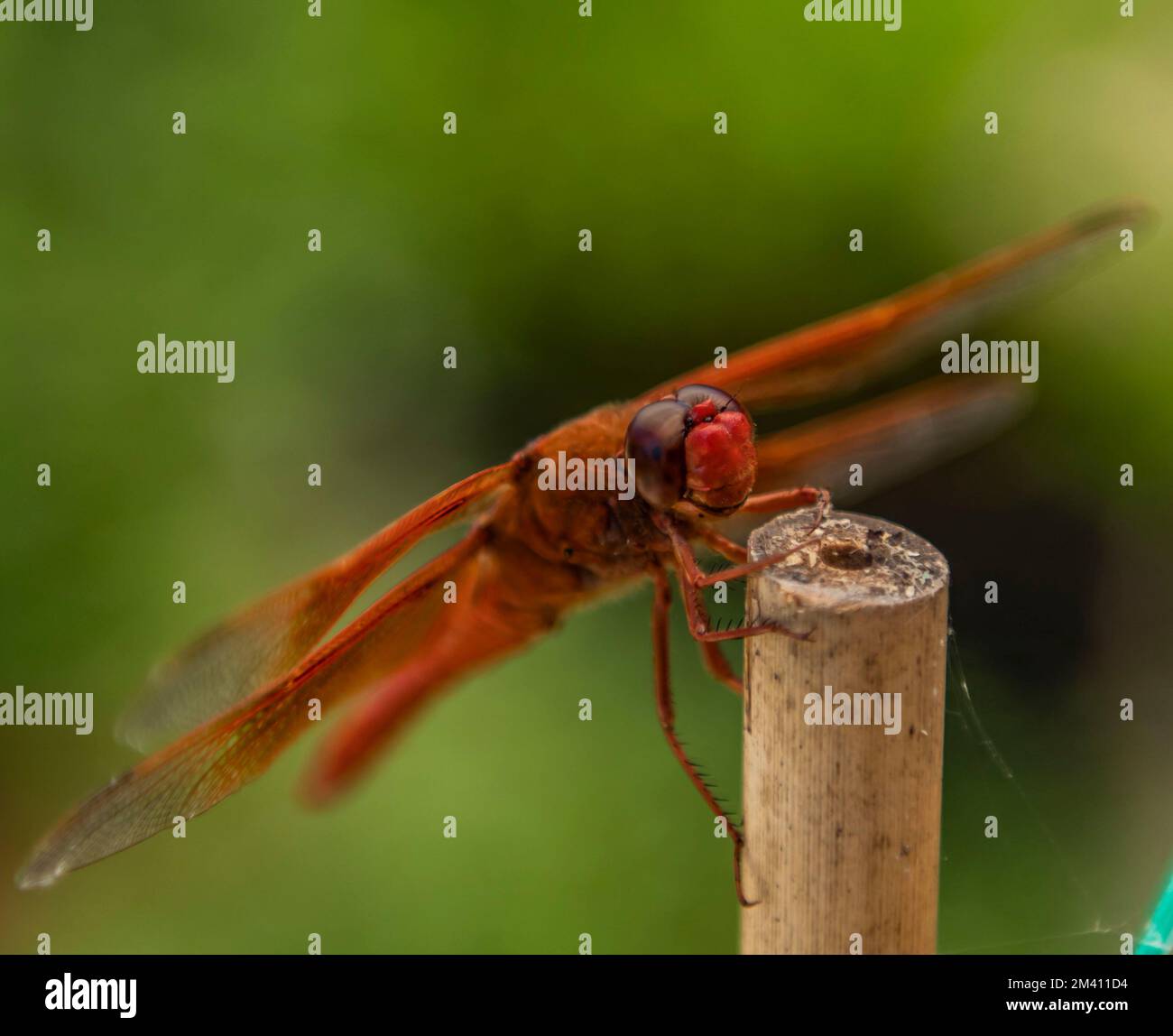 Una libellula skimmer di fiamma maschio prende una pausa di sorriso su un palo di giardino di bambù. Foto Stock