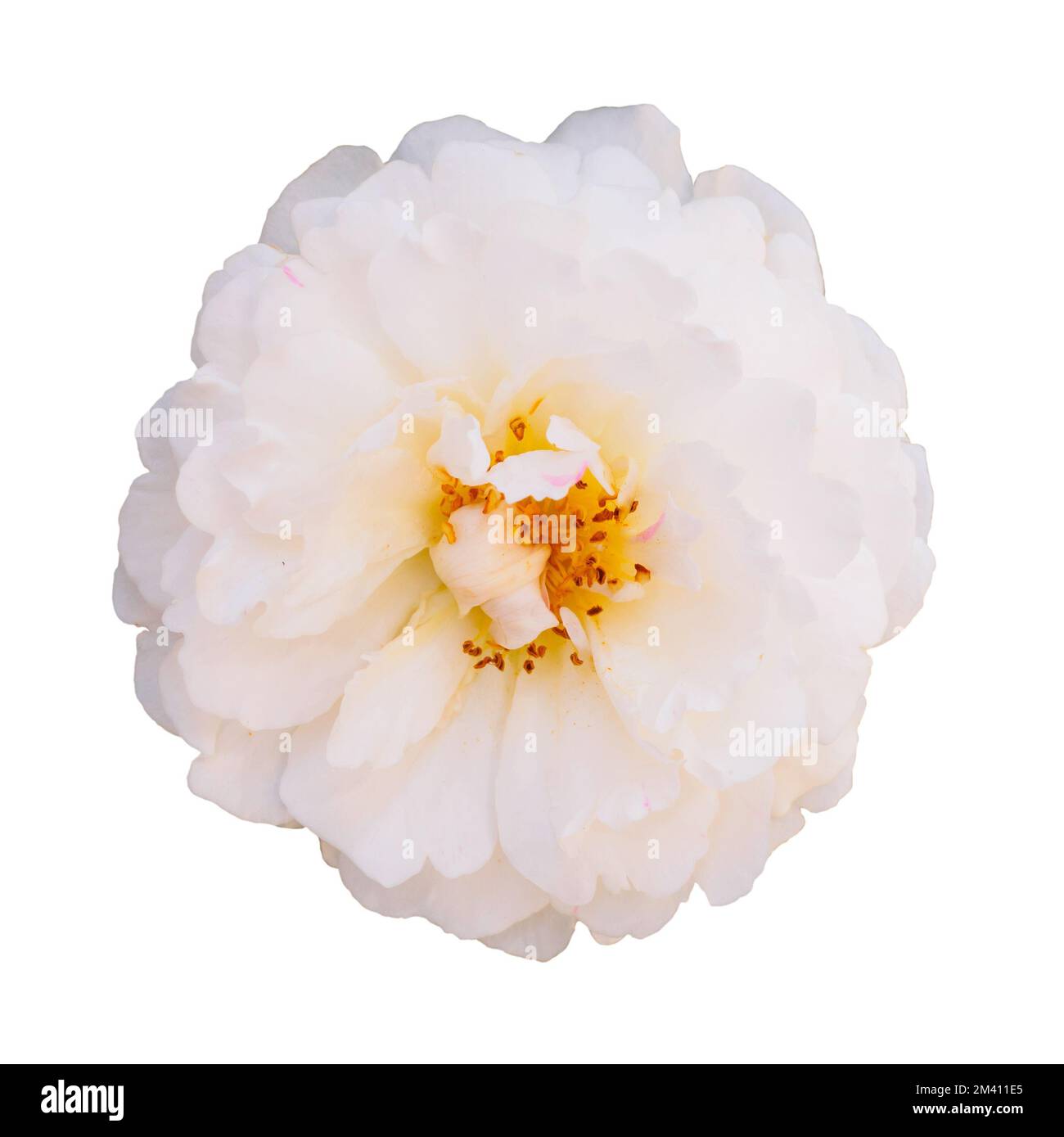 Rosa Bianca isolata su sfondo bianco Foto Stock