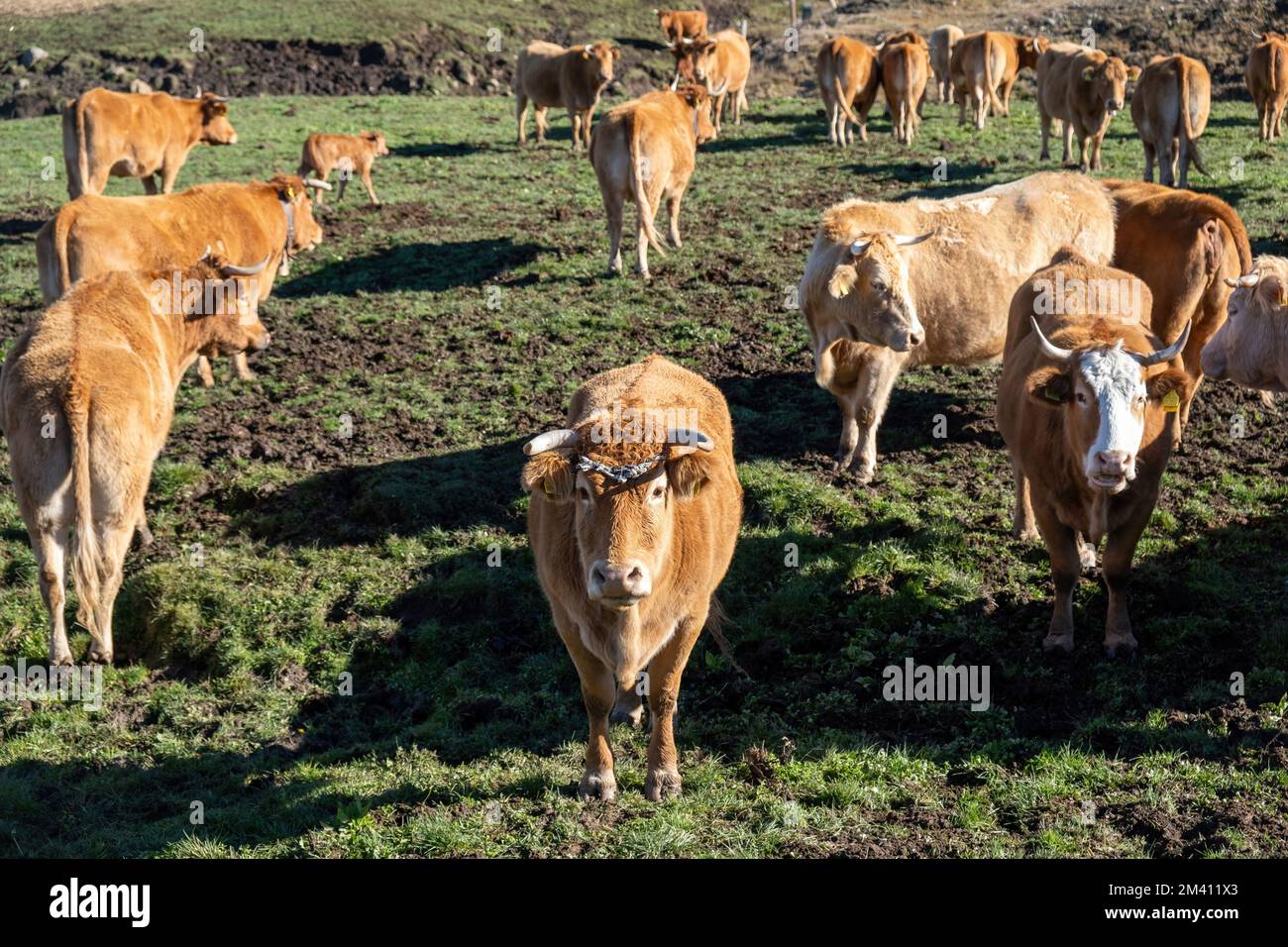 Mandria di mucca sul campo, due guardando la macchina fotografica. Tatelle cornate di colore marrone al pascolo, giorno di sole. Bestiame in Grecia Foto Stock