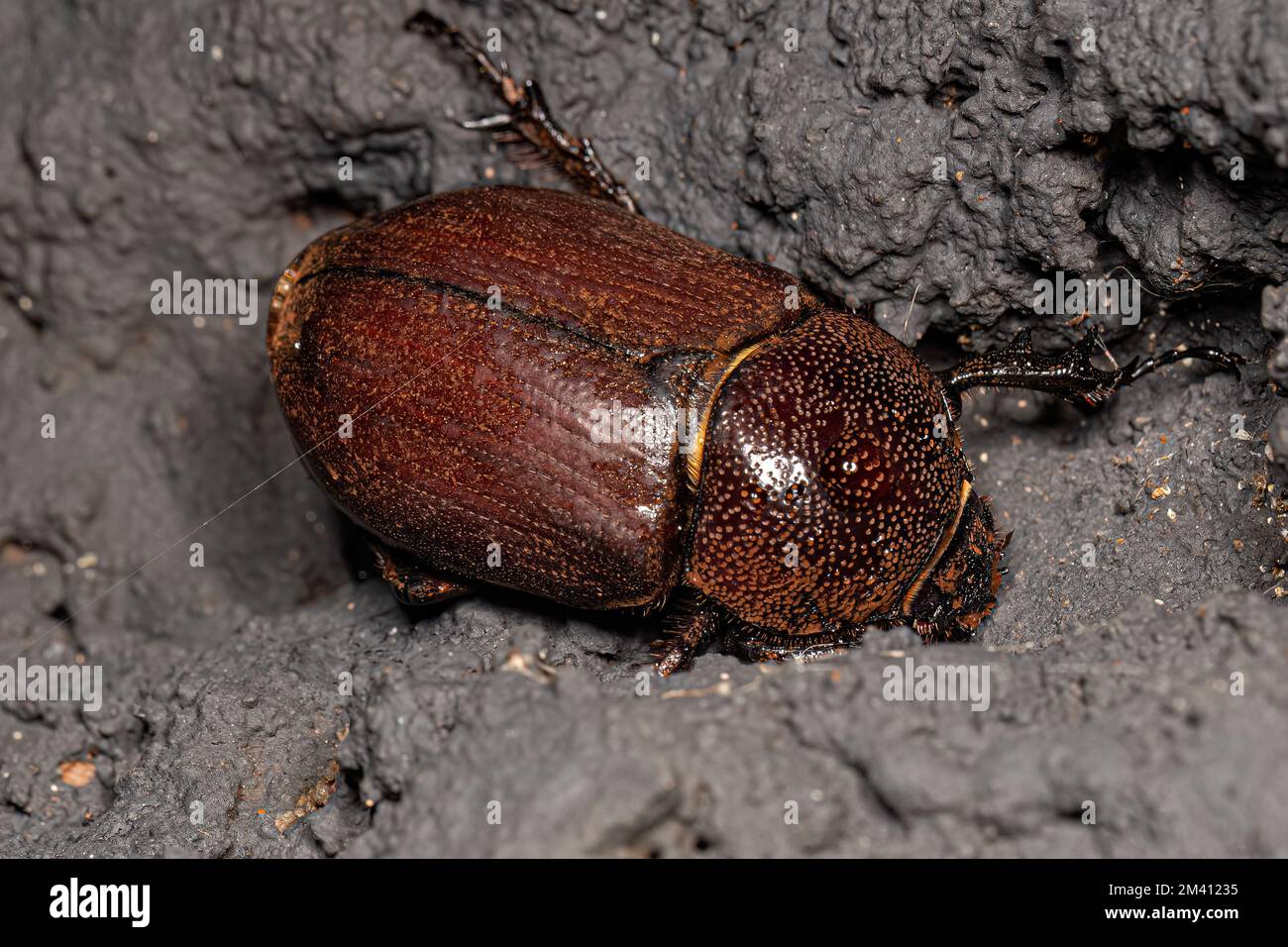 Adulto femmina Rhinoceros Beetle del genere Coelosis Foto Stock