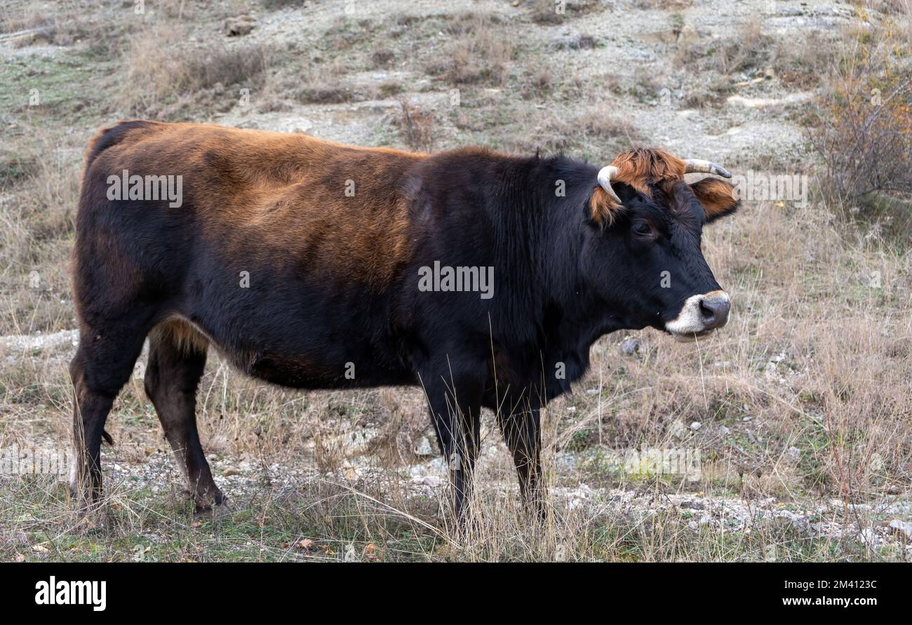 Toro marrone colore nero, vacca cornea al pascolo in campo, vista laterale. Agricoltura e bestiame Foto Stock