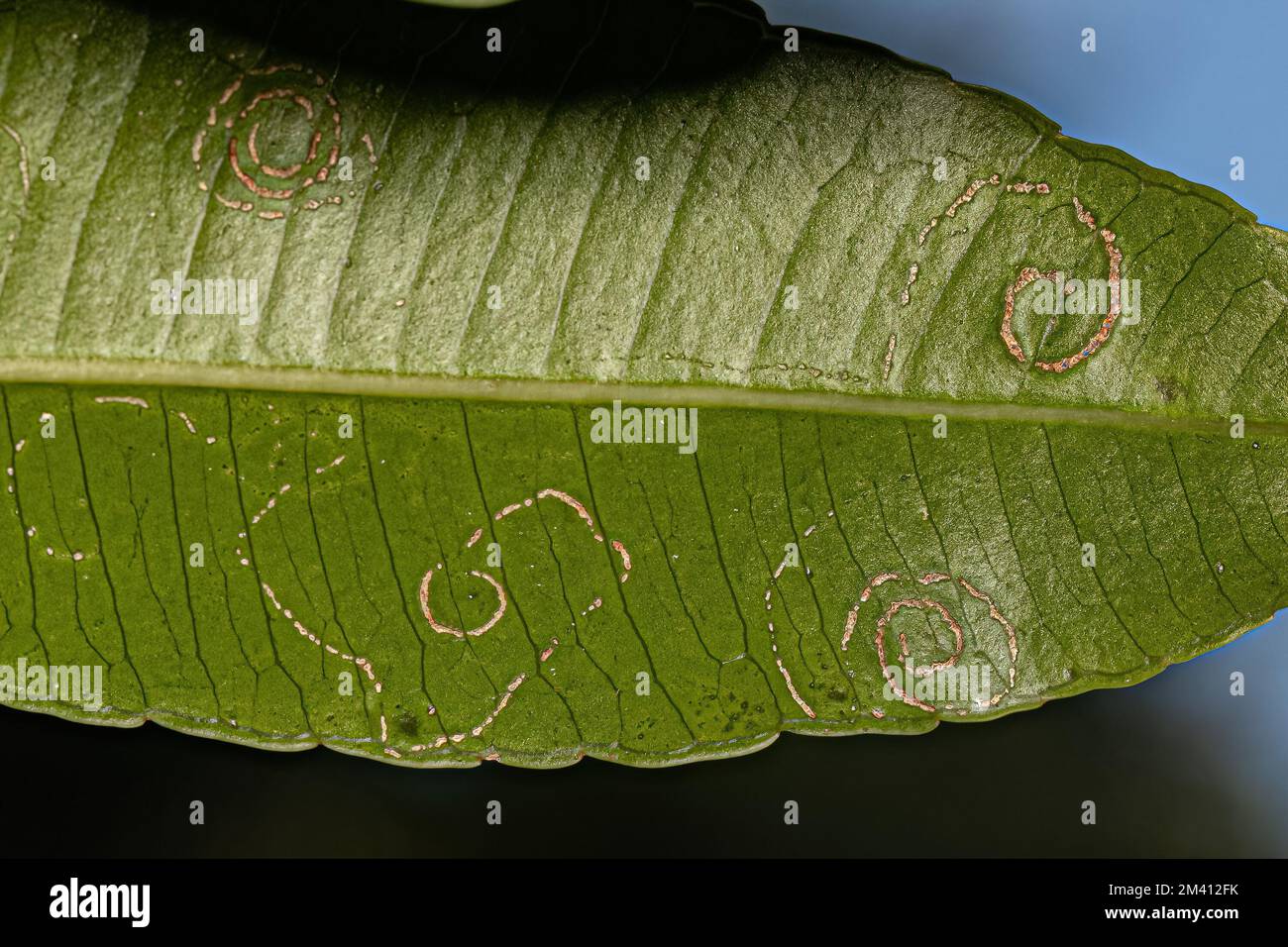 Mombins albero foglie del genere Spondias con danni da insetti di White Flies della famiglia Aleyrodidae Foto Stock