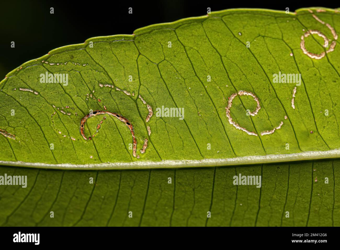 Mombins albero foglie del genere Spondias con danni da insetti di White Flies della famiglia Aleyrodidae Foto Stock