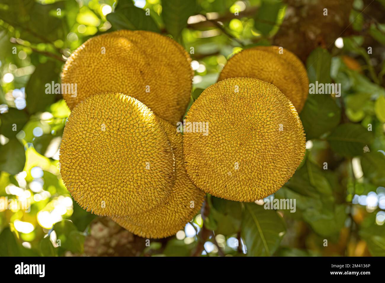 Albero di Jackfruit coltivato della specie Artocarpus eterophyllus Foto Stock