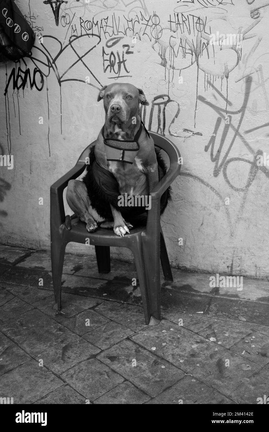 Verticale di un pitbull seduto su una sedia contro una parete di graffiti in scala di grigi Foto Stock