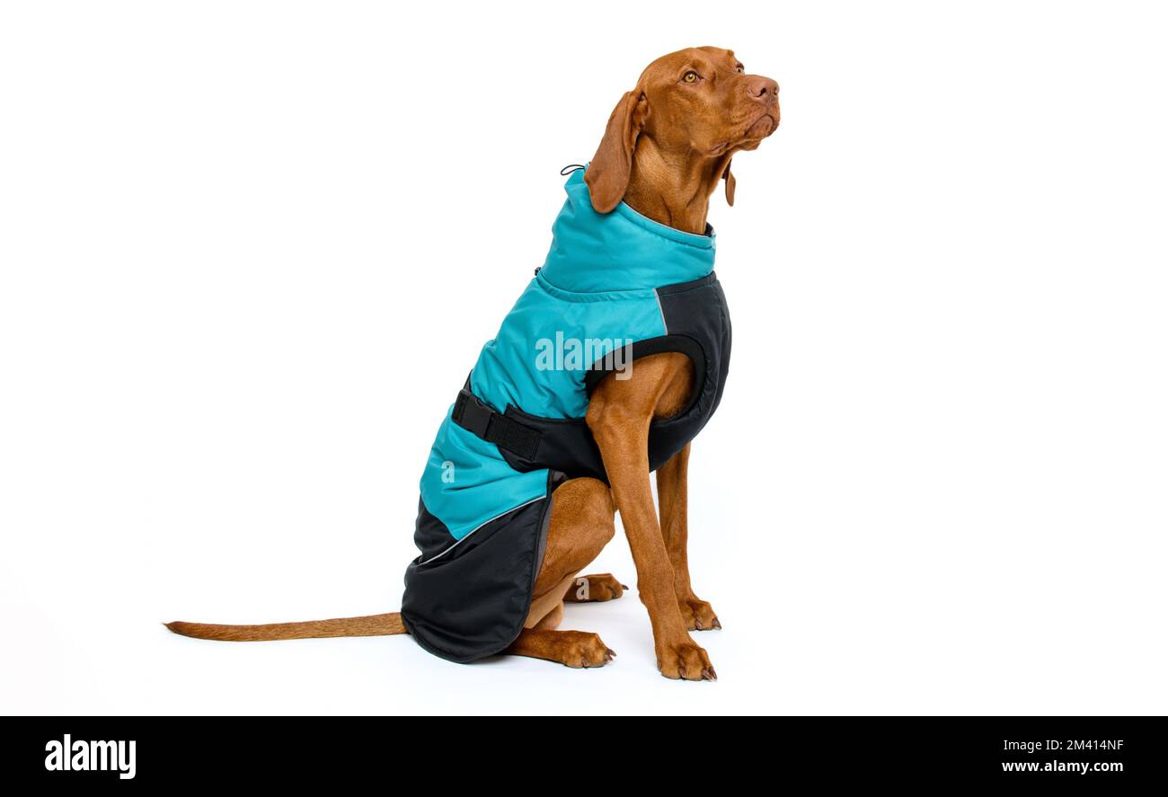 Ritratto di studio a tutta lunghezza di un bellissimo cane vizsla indossando un camice invernale, isolato su sfondo bianco. Foto Stock