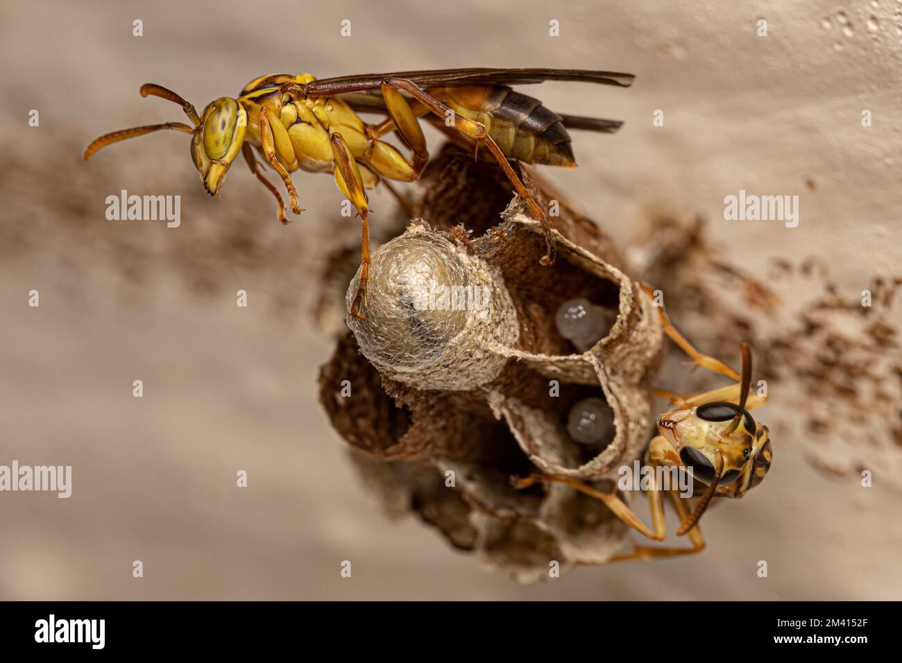 Carta a vita lunga adulta Wasp del genere Mischocyttarus Foto Stock