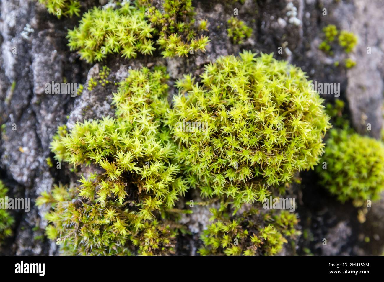 Muschio croccante fruttato, Tortella squarrosa, Pleurochaete squarrosa, su una barcetta. Indicatore di habitat buono. Catalogna, Spagna Foto Stock